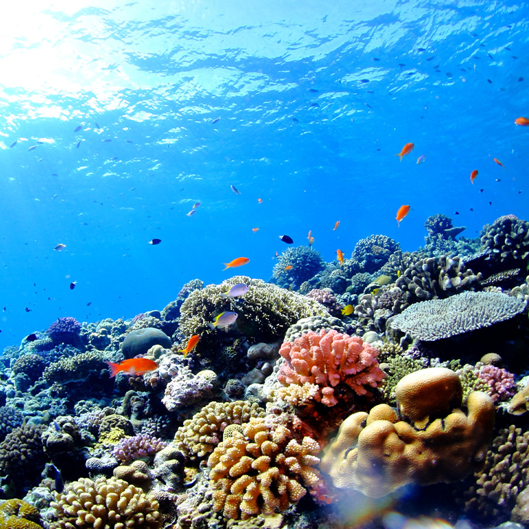 沖縄移住の魅力